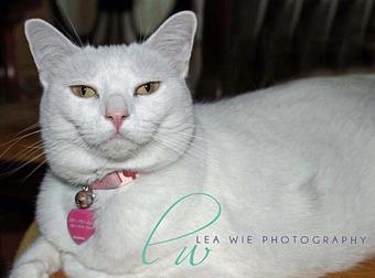 Product - Lea Wie Photography in Houston, TX Misc Photographers