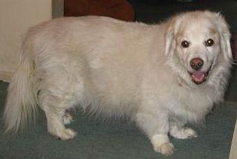 Product - Lewie's Professional Grooming in Springfield, VA Pet Boarding & Grooming