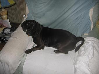 Product - Lewie's Professional Grooming in Springfield, VA Pet Boarding & Grooming