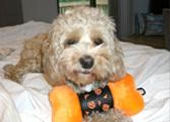 Product - Lewie's Professional Grooming in Springfield, VA Pet Boarding & Grooming