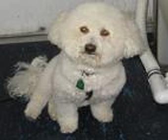 Product - Lewie's Professional Grooming in Springfield, VA Pet Boarding & Grooming