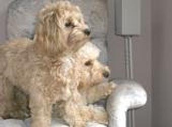 Product - Lewie's Professional Grooming in Springfield, VA Pet Boarding & Grooming