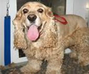 Product - Lewie's Professional Grooming in Springfield, VA Pet Boarding & Grooming