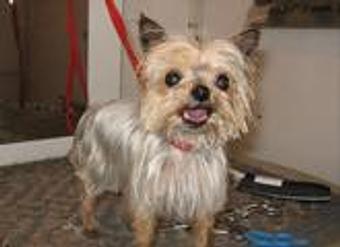 Product - Lewie's Professional Grooming in Springfield, VA Pet Boarding & Grooming