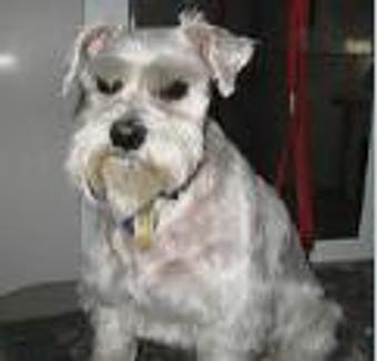 Product - Lewie's Professional Grooming in Springfield, VA Pet Boarding & Grooming