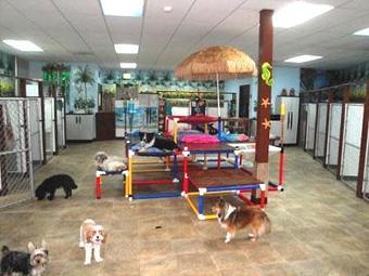 Product: "Fiesta Island" in the middle of Paradise! - Little Doggie Paradise in Denver, CO Pet Care Services