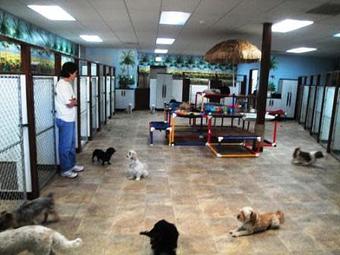 Product - Little Doggie Paradise in Denver, CO Pet Care Services