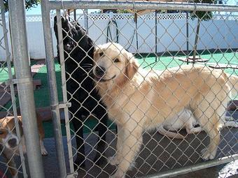 Product - Lucky Dog Pet Resort in Nipomo, CA Pet Boarding & Grooming