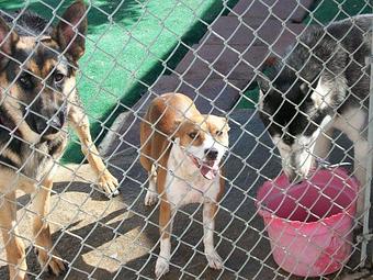 Product - Lucky Dog Pet Resort in Nipomo, CA Pet Boarding & Grooming