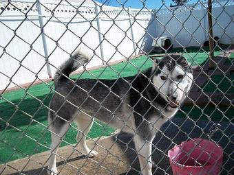 Product - Lucky Dog Pet Resort in Nipomo, CA Pet Boarding & Grooming