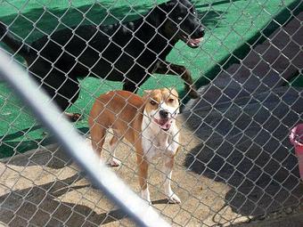 Product - Lucky Dog Pet Resort in Nipomo, CA Pet Boarding & Grooming