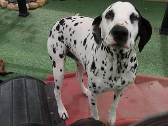 Product - Lush Puppy Pet Resort in Jupiter, FL Pet Boarding & Grooming