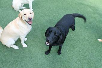 Product - Lush Puppy Pet Resort in Jupiter, FL Pet Boarding & Grooming