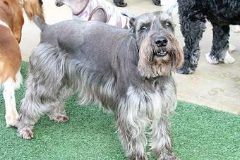 Product - Lush Puppy Pet Resort in Jupiter, FL Pet Boarding & Grooming