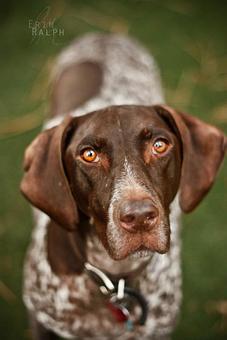 Product - Many Paws Kennel in Hillsboro, OR Pet Boarding & Grooming
