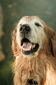 Product - Many Paws Kennel in Hillsboro, OR Pet Boarding & Grooming