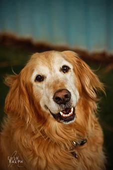 Product - Many Paws Kennel in Hillsboro, OR Pet Boarding & Grooming