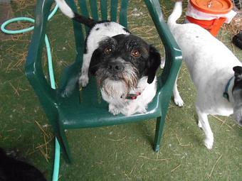 Product - Many Paws Kennel in Hillsboro, OR Pet Boarding & Grooming
