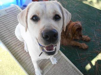 Product - Many Paws Kennel in Hillsboro, OR Pet Boarding & Grooming