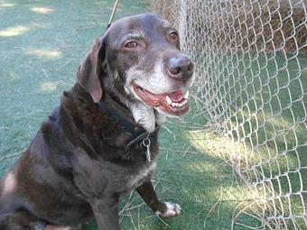 Product - Many Paws Kennel in Hillsboro, OR Pet Boarding & Grooming