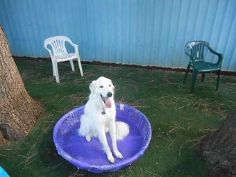 Product - Many Paws Kennel in Hillsboro, OR Pet Boarding & Grooming