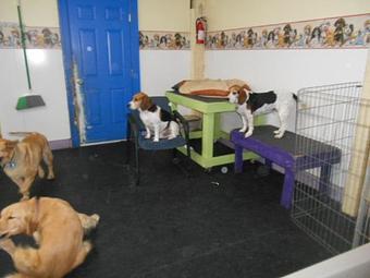 Product - Many Paws Kennel in Hillsboro, OR Pet Boarding & Grooming