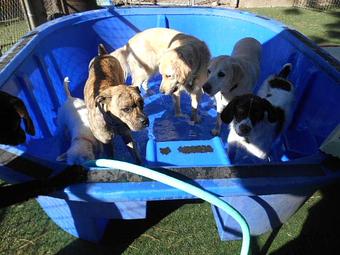 Product - Many Paws Kennel in Hillsboro, OR Pet Boarding & Grooming