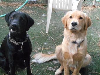 Product - Many Paws Kennel in Hillsboro, OR Pet Boarding & Grooming