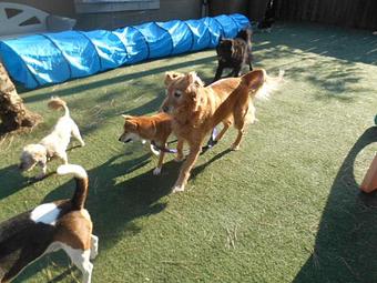 Product - Many Paws Kennel in Hillsboro, OR Pet Boarding & Grooming