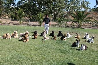 Product - Markim Pet Resort in San Diego, CA Pet Boarding & Grooming