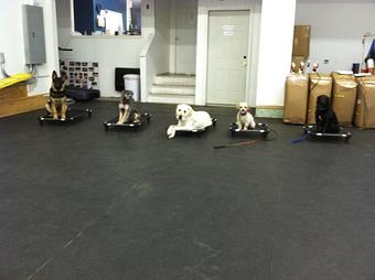 Product - Mission Impawsible Dog Training, in Fremont, NH Animal Training