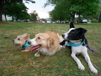 Product - Mission Impawsible Dog Training, in Fremont, NH Animal Training