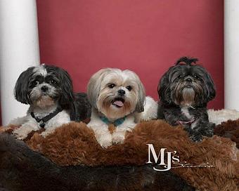 Product - MJ's Studio in Millersville, MD Misc Photographers