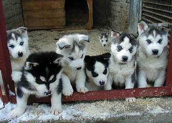 Product - Model Farm Kennels in Reno, NV Pet Care Services