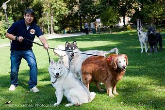 Product - Montreal Pet Care in New York, NY Pet Boarding & Grooming