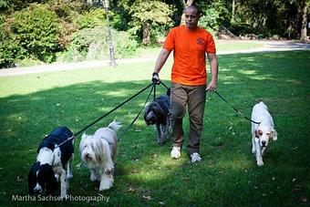 Product - Montreal Pet Care in New York, NY Pet Boarding & Grooming