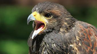 Product - Biscuit Bar in Louisville, CO Coffee, Espresso & Tea House Restaurants Product - Biscuit Bar in Louisville, CO Coffee, Espresso & Tea House Restaurants