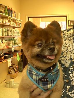 Product - My Dogs Hair Salon in Shea and Scottsdale rd - Scottsdale, AZ Beauty Salons Product - My Dogs Hair Salon in Shea and Scottsdale rd - Scottsdale, AZ Beauty Salons