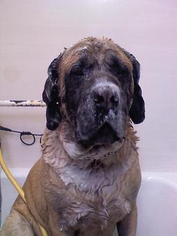 Product - My Dogs Hair Salon in Shea and Scottsdale rd - Scottsdale, AZ Beauty Salons Product - My Dogs Hair Salon in Shea and Scottsdale rd - Scottsdale, AZ Beauty Salons