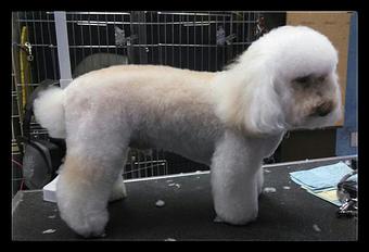 Product - My Dogs Hair Salon in Shea and Scottsdale rd - Scottsdale, AZ Beauty Salons Product - My Dogs Hair Salon in Shea and Scottsdale rd - Scottsdale, AZ Beauty Salons