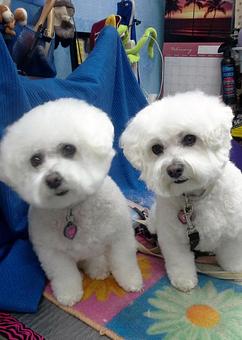 Product - My Dogs Hair Salon in Shea and Scottsdale rd - Scottsdale, AZ Beauty Salons Product - My Dogs Hair Salon in Shea and Scottsdale rd - Scottsdale, AZ Beauty Salons