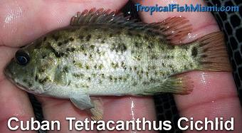 Product - Neighborhood Fish Farm in Westchester / Horse Country - Miami, FL Pet Care Services Product - Neighborhood Fish Farm in Westchester / Horse Country - Miami, FL Pet Care Services