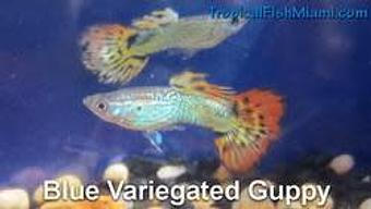 Product - Neighborhood Fish Farm in Westchester / Horse Country - Miami, FL Pet Care Services Product - Neighborhood Fish Farm in Westchester / Horse Country - Miami, FL Pet Care Services