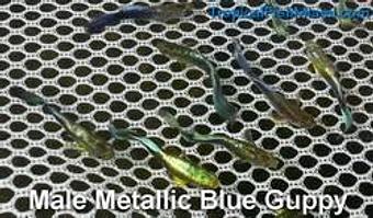 Product - Neighborhood Fish Farm in Westchester / Horse Country - Miami, FL Pet Care Services Product - Neighborhood Fish Farm in Westchester / Horse Country - Miami, FL Pet Care Services