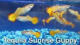 Product - Neighborhood Fish Farm in Westchester / Horse Country - Miami, FL Pet Care Services Product - Neighborhood Fish Farm in Westchester / Horse Country - Miami, FL Pet Care Services
