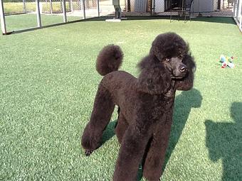 Product - Noah's Ark Boarding Kennel in Statesville, NC Pet Boarding & Grooming