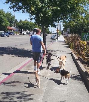 Product: Chris on a pack walk - North Main Pet Lodge in Walnut Creek, CA Pet Boarding & Grooming