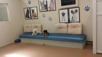 Product: Two friends relaxing at daycare - North Main Pet Lodge in Walnut Creek, CA Pet Boarding & Grooming