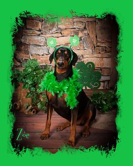 Product: call for a 15 minute appointment !  St. Patricks day photos CHILDREN & OR PETS Feb 27-March 11th 623.327.1600 - On-Site Photography in Look for the BLUE On-Site Photography Sign by the mailbox, and the 19107 on the big Rock! - Buckeye, AZ Excavation Contractors