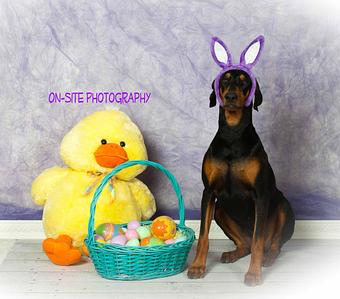 Product: MARCH 22nd call for a 15 minute appointment !  EASTER PET PHOTOS!  623.327.1600 or Call Petz Place at 623.344.0500 890 N. Estrella Pkwy, Goodyear, Az - On-Site Photography in Look for the BLUE On-Site Photography Sign by the mailbox, and the 19107 on the big Rock! - Buckeye, AZ Excavation Contractors
